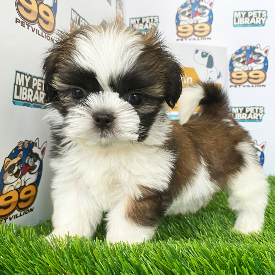 Shih Tzu Puppy (Female) For Sale