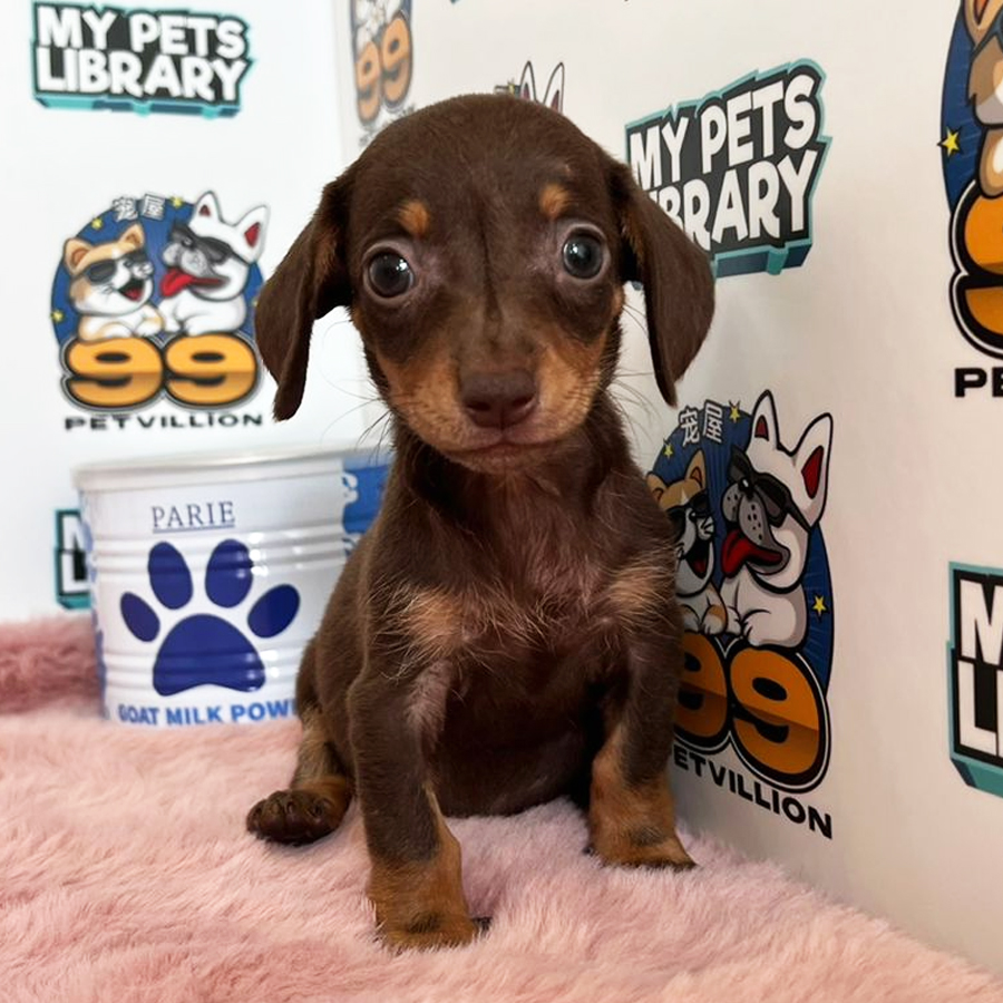 Miniature Dachshund Puppy (Female) For Sale