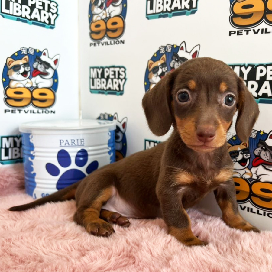 Miniature Dachshund Puppy (Female) For Sale