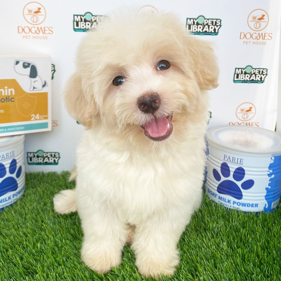 Maltipoo Puppy (Male) For Sale