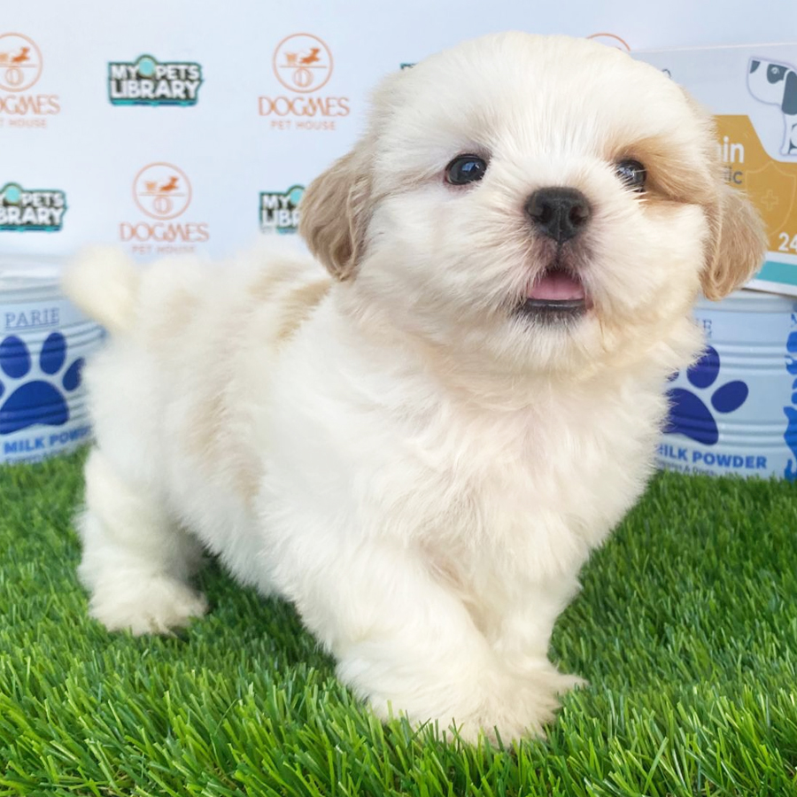 Maltipoo Puppy (Male) For Sale