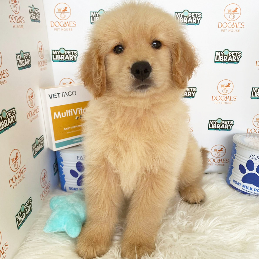 Golden Retriever Puppy (Male) For Sale
