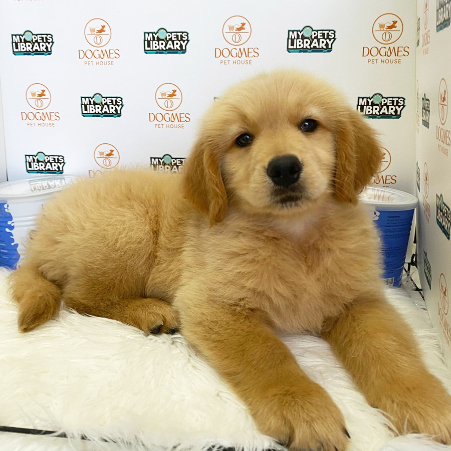 Golden Retriever Puppy (Male) For Sale
