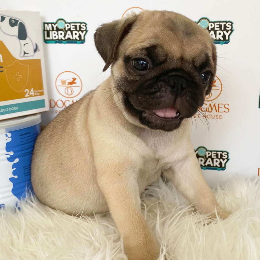 Pug Puppy (Male) For Sale