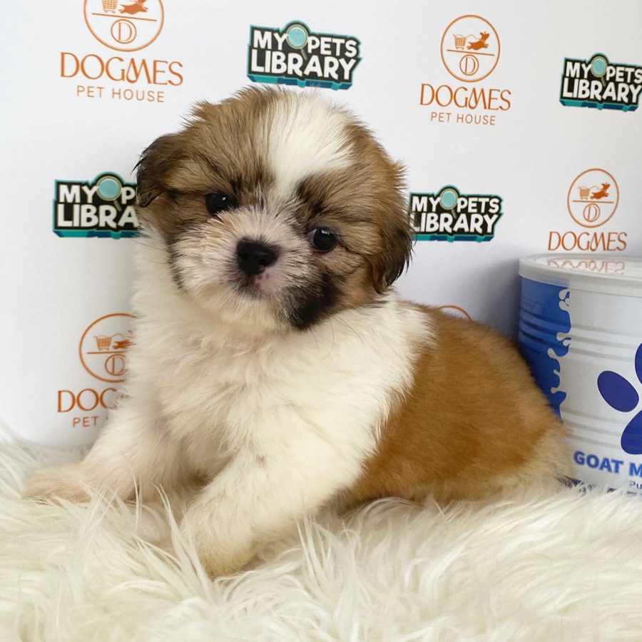 Shih Tzu Puppy (Female) For Sale