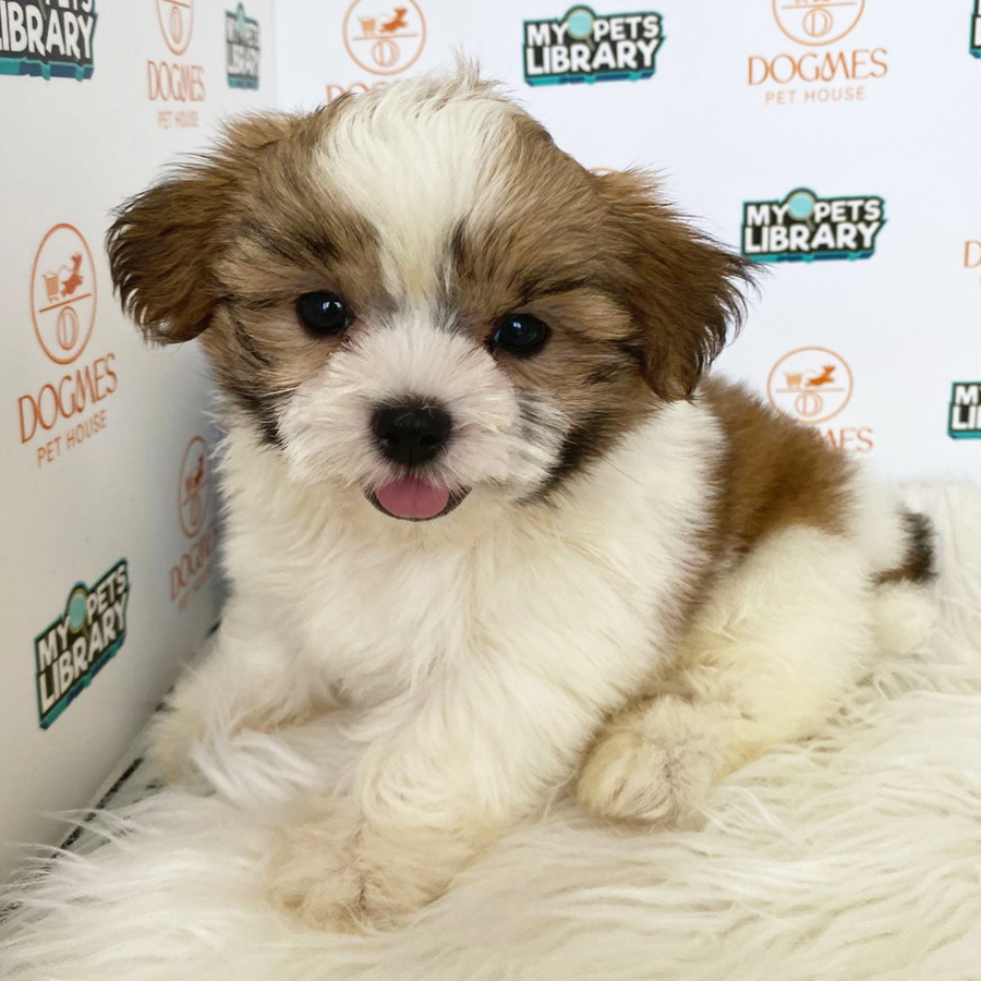 Shih Tzu Puppy (Male) For Sale