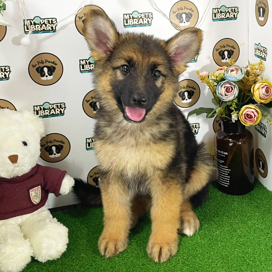 German Shepherd Puppy (Male) For Sale