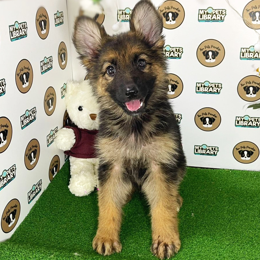 German Shepherd Puppy (Female) For Sale