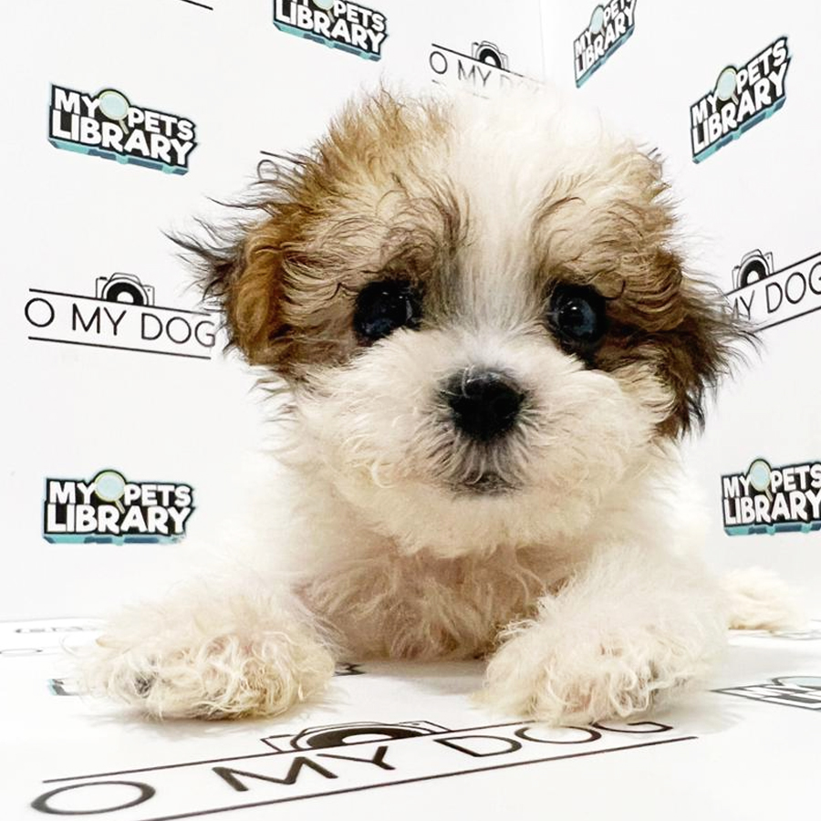Shihpoo Puppy (Female) For Sale