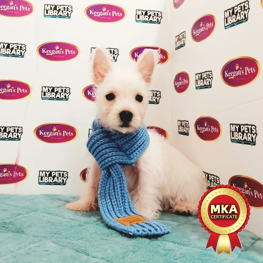 MKA West Highland Terrier Puppy (Female) For Sale