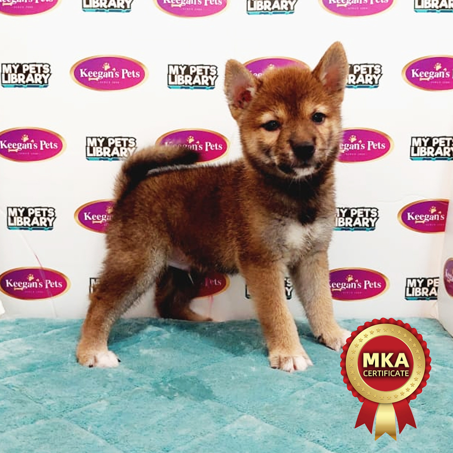MKA Shiba Inu Puppy (Male) For Sale