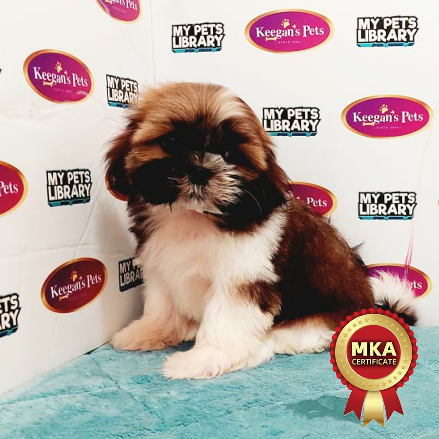 MKA Shih Tzu Puppy (Female) For Sale