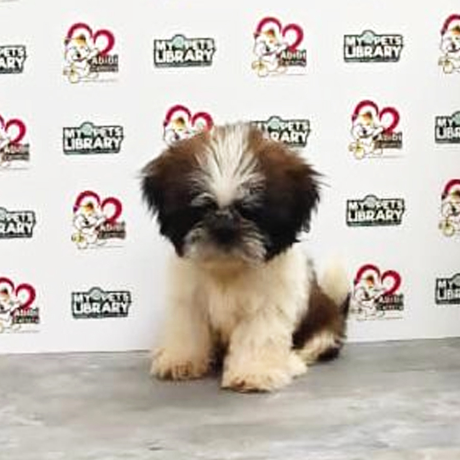 Shih Tzu Puppy (Female) For Sale