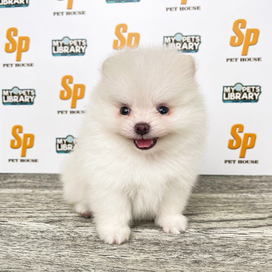 Tiny Pomeranian Puppy (Female) For Sale