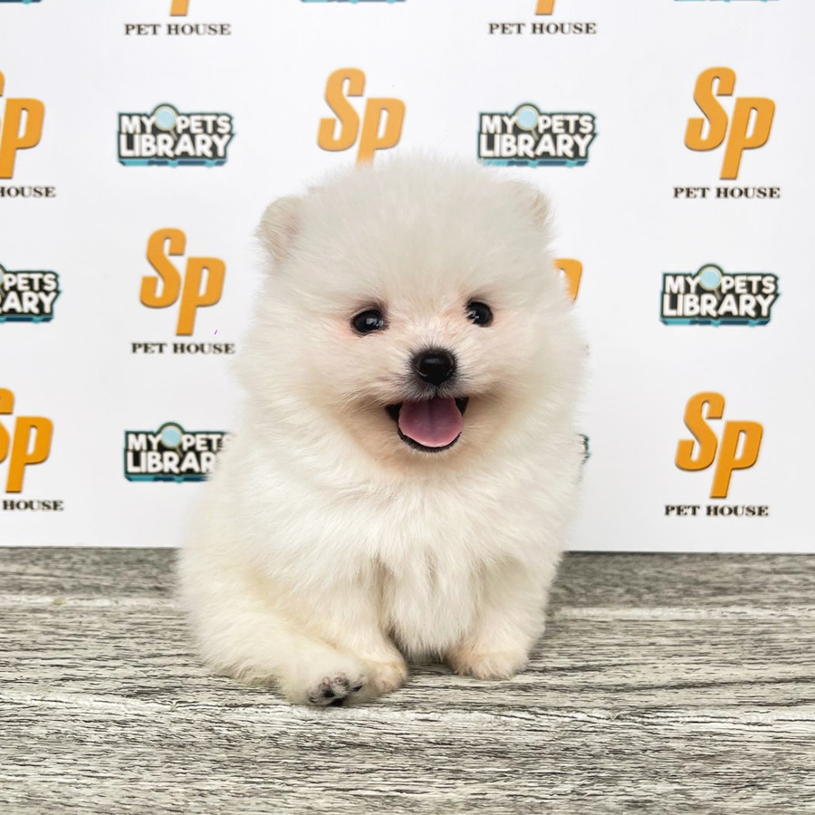 Tiny Pomeranian Puppy (Male) For Sale