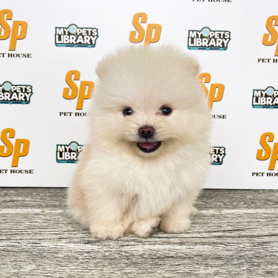Tiny Pomeranian Puppy (Male) For Sale