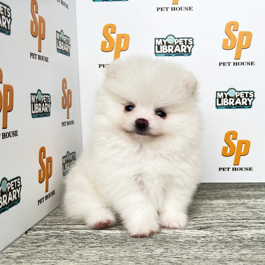 Tiny Pomeranian Puppy (Female) For Sale