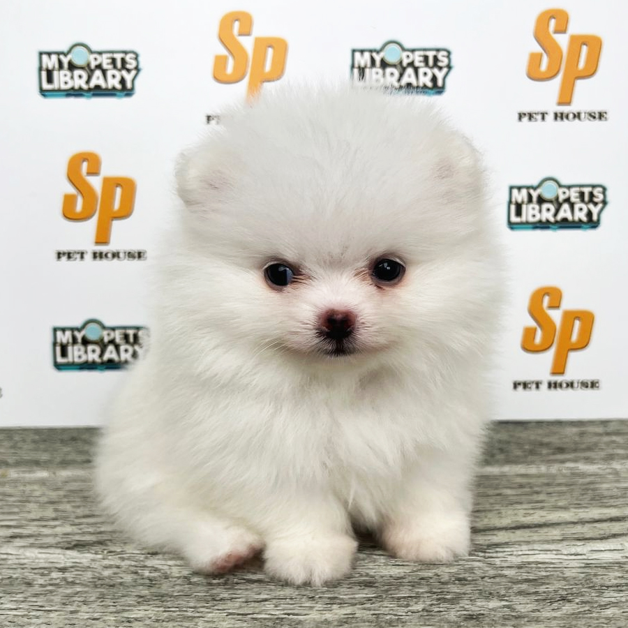 Tiny Pomeranian Puppy (Female) For Sale
