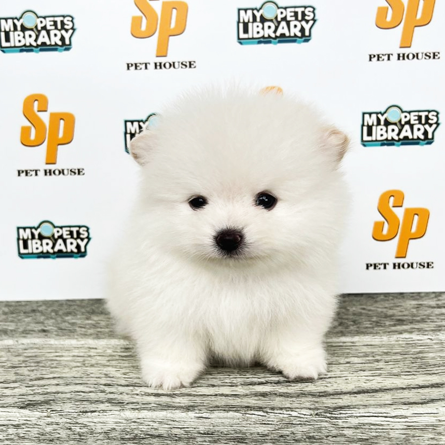 Tiny Pomeranian Puppy (Male) For Sale