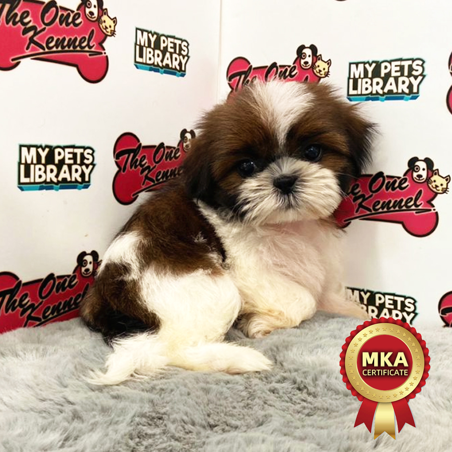 MKA Shih Tzu Puppy (Female) For Sale