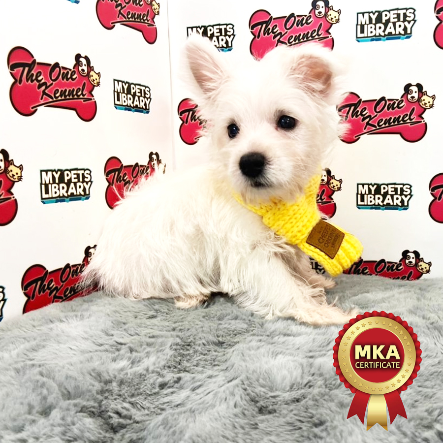 MKA West Highland Terrier Puppy (Male) For Sale