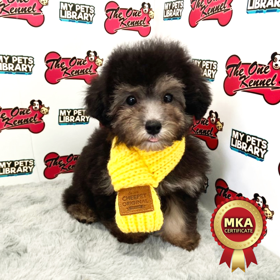MKA Toy Poodle Puppy (Female) For Sale