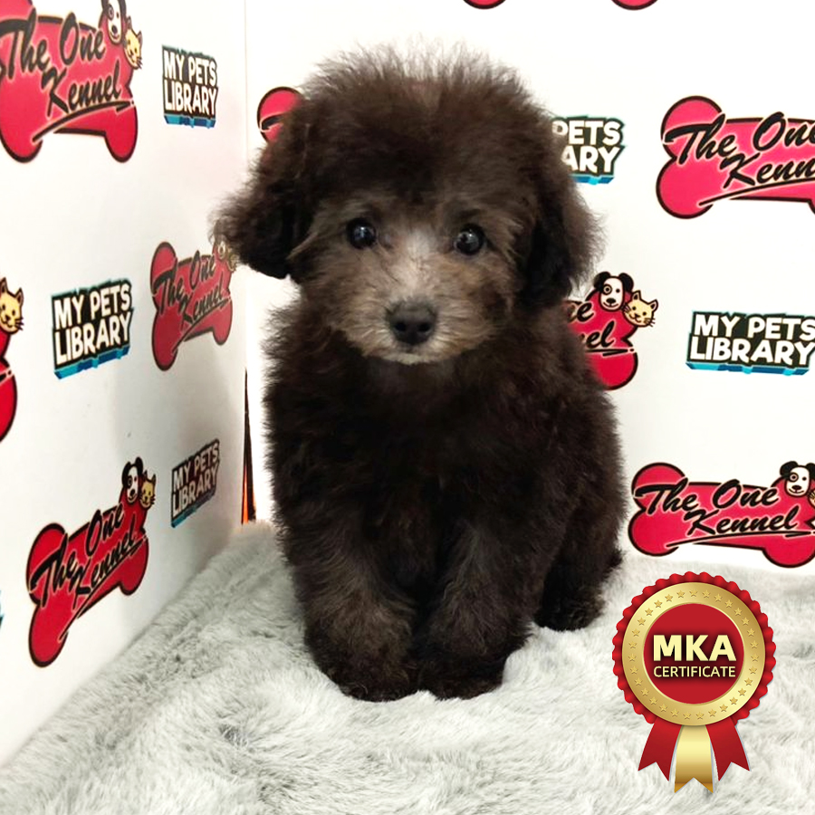 MKA Toy Poodle Puppy (Female) For Sale