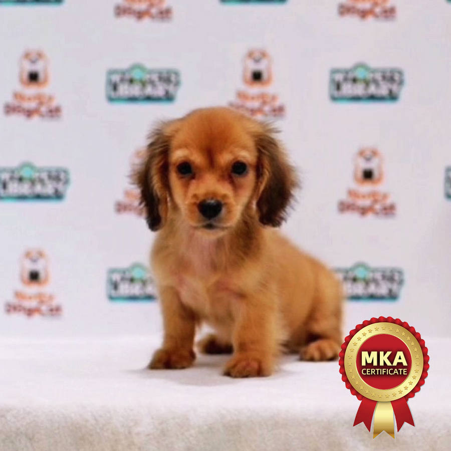 MKA Miniature Dachshund Puppy (Male) For Sale
