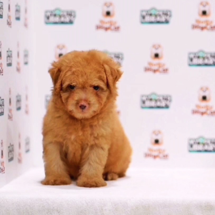 Toy Poodle Puppy (Male) For Sale