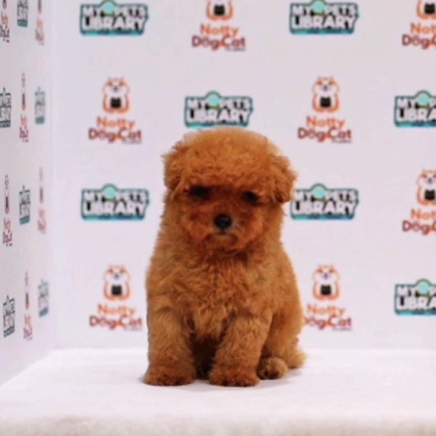 Toy Poodle Puppy (Female) For Sale