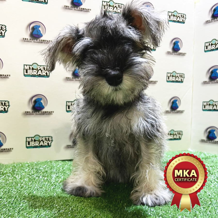 MKA Schnauzer Puppy (Female) For Sale