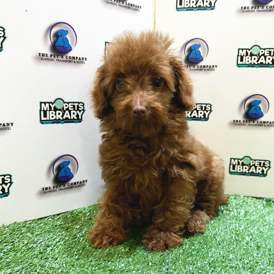 Toy Poodle Puppy (Male) For Sale