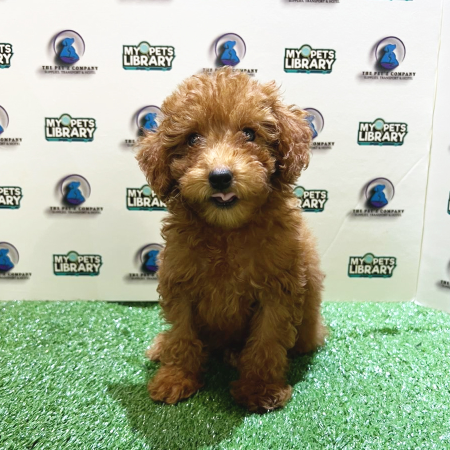 Toy Poodle Puppy (Male) For Sale