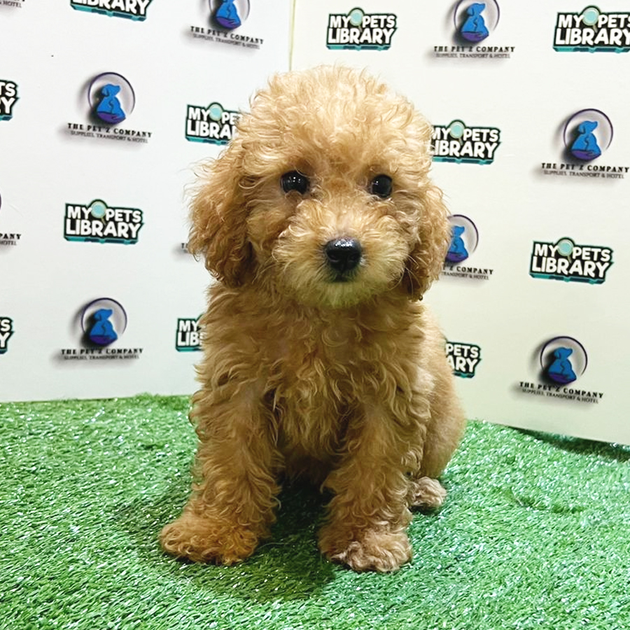 Toy Poodle Puppy (Male) For Sale