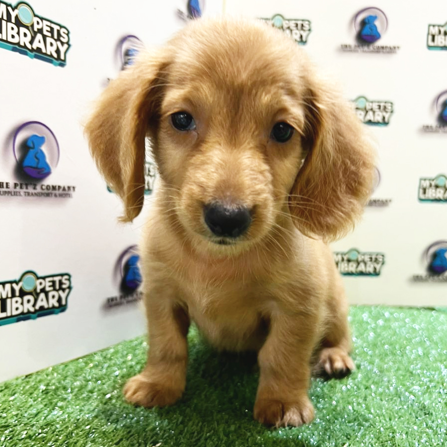 Longcoat Miniature Dachshund Puppy (Male) For Sale
