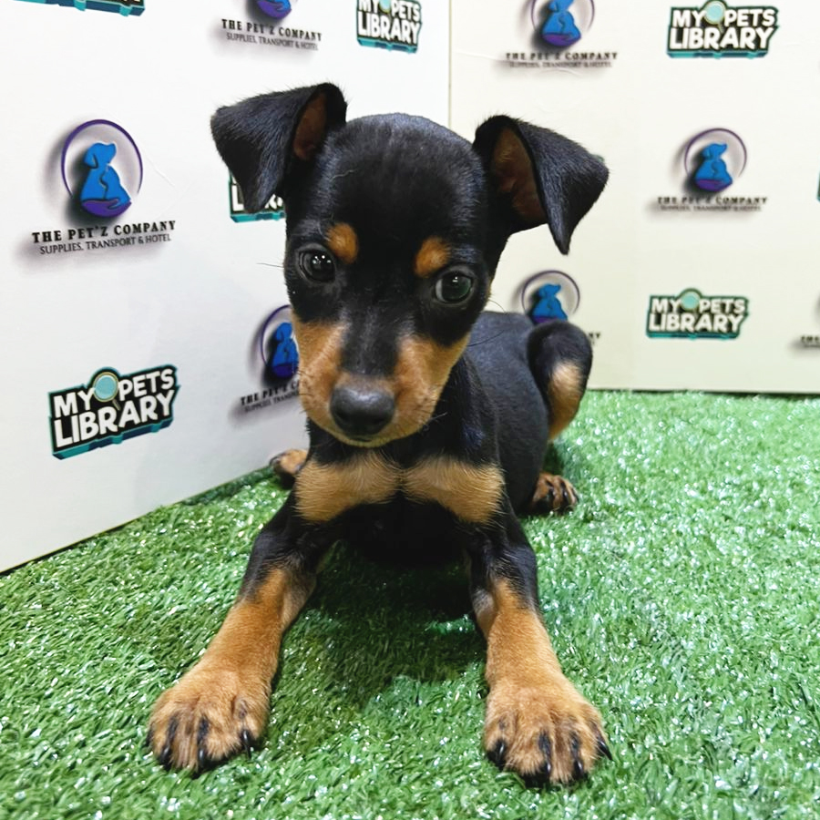 Mini Pinscher Puppy (Male) For Sale