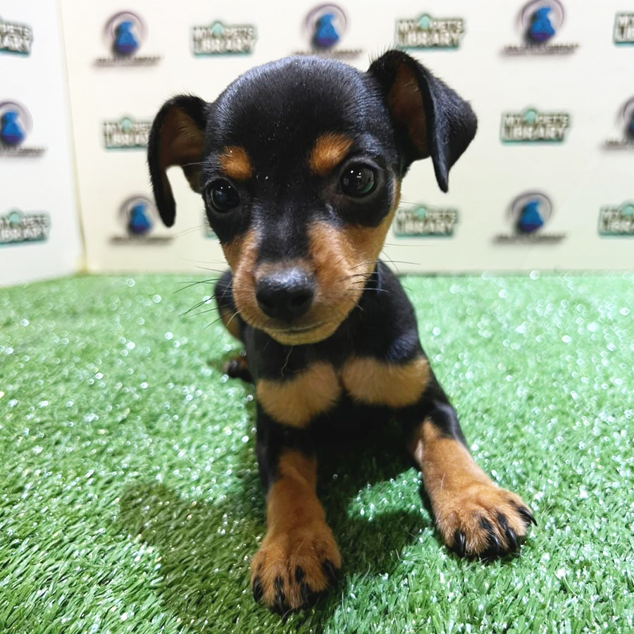 Mini Pinscher Puppy (Female) For Sale