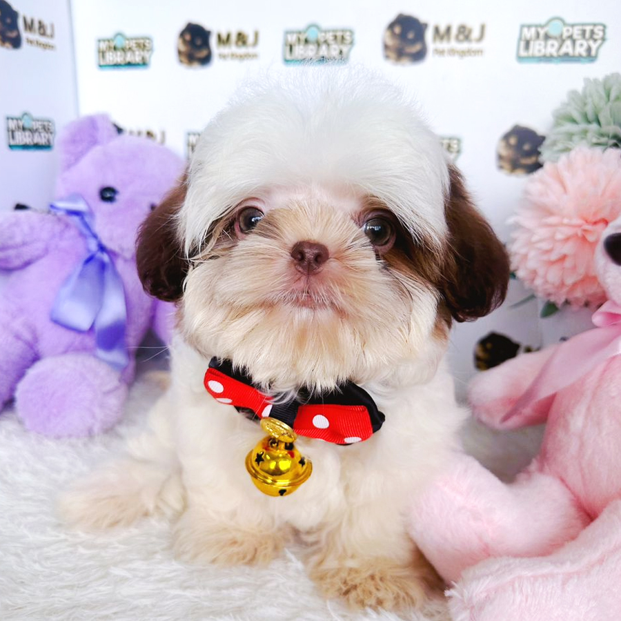 Shih Tzu Puppy (Male) For Sale