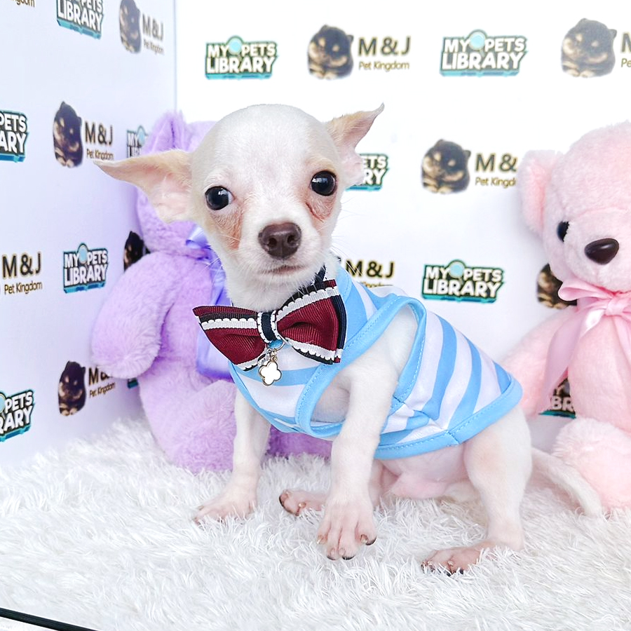 Chihuahua Puppy (Male) For Sale