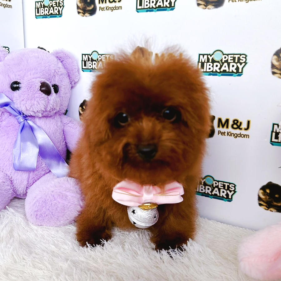 Tiny Poodle Puppy (Male) For Sale
