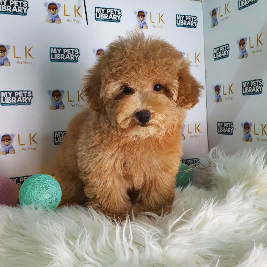 Maltipoo Puppy (Female) For Sale