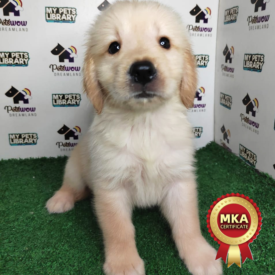 MKA Golden Retriever Puppy (Female) For Sale