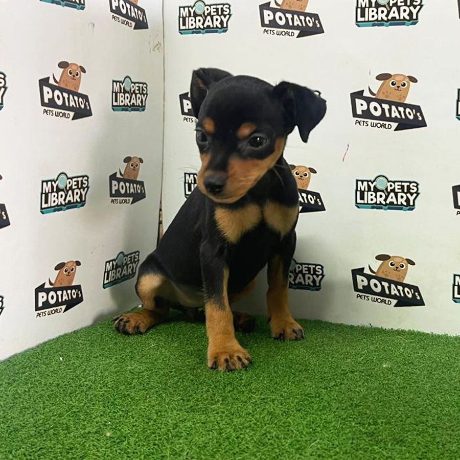 Pinscher Puppy (Female) For Sale