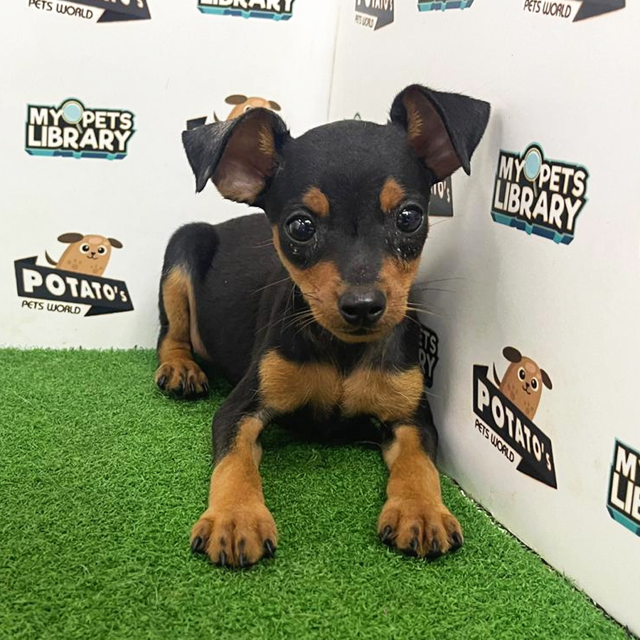 Pinscher Puppy (Male) For Sale