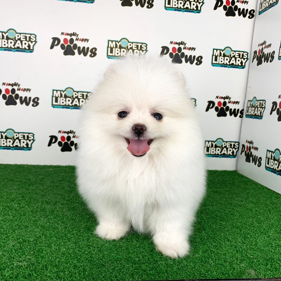 Pomeranian Puppy (Female) For Sale