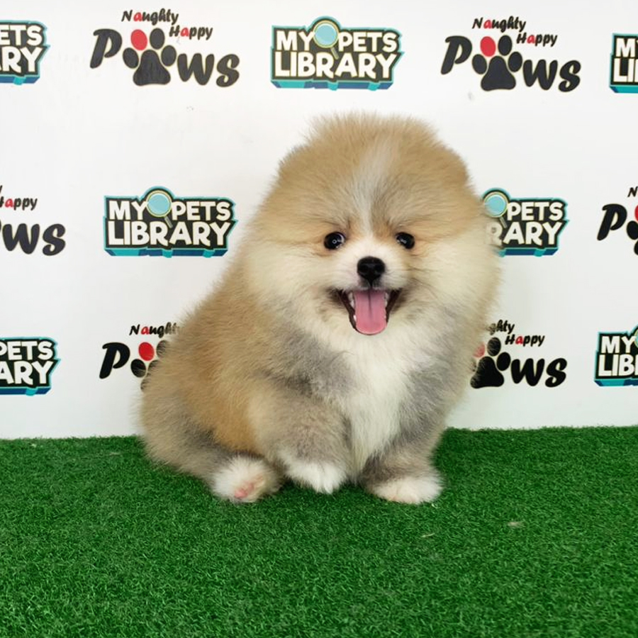 Pomeranian Puppy (Male) For Sale