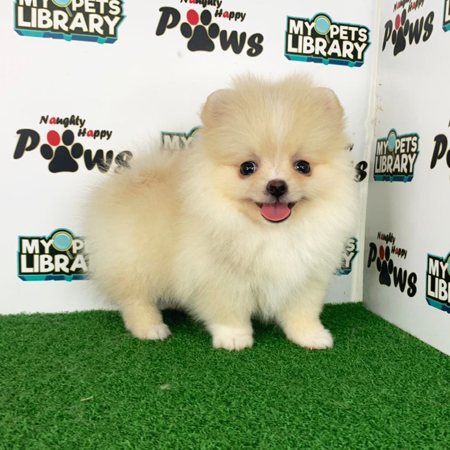 Pomeranian Puppy (Male) For Sale