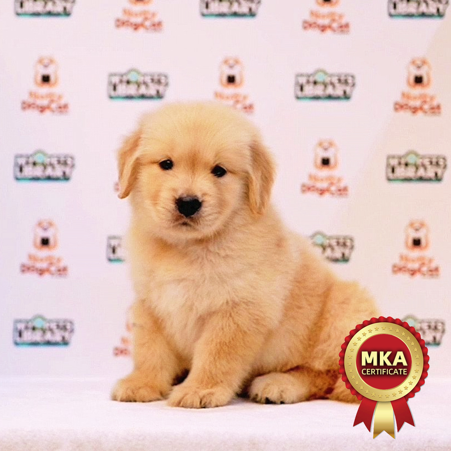 MKA Golden Retriever Puppy (Female) For Sale