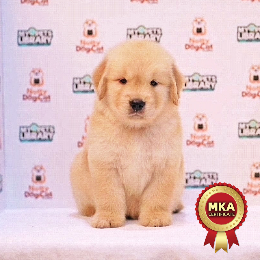 MKA Golden Retriever Puppy (Male) For Sale