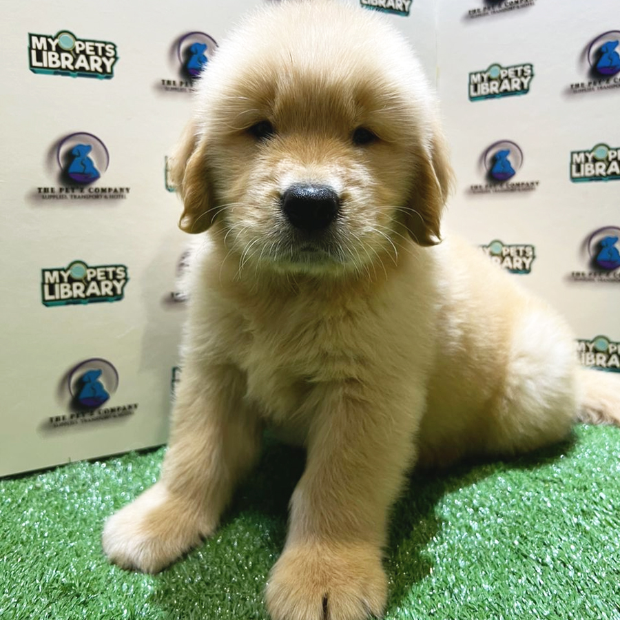 Golden Retriever Puppy (Male) For Sale